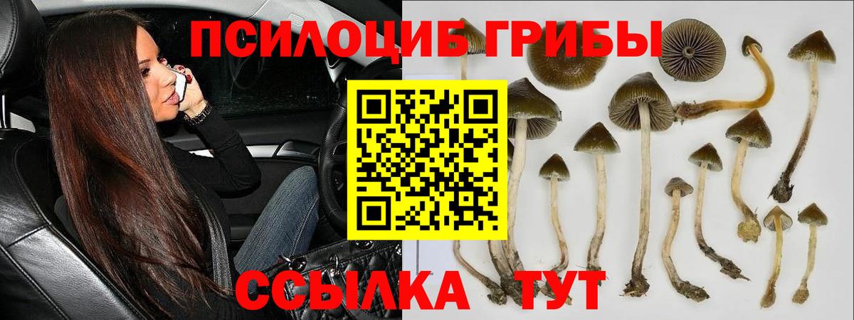 Псилоцибиновые грибы Psilocybine cubensis  Нефтекамск 